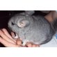 Langschwanzchinchilla - männlich