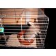 Langschwanzchinchilla - männlich