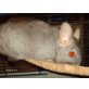 Langschwanzchinchilla - männlich