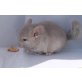 Langschwanzchinchilla - männlich
