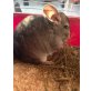 Langschwanzchinchilla - männlich