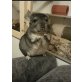 ..., Langschwanzchinchilla - männlich