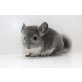 Langschwanzchinchilla - weiblich