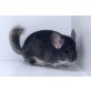 Langschwanzchinchilla - weiblich