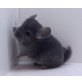 Langschwanzchinchilla - weiblich