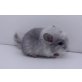 Langschwanzchinchilla - weiblich