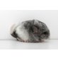 Langschwanzchinchilla - weiblich