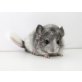 Langschwanzchinchilla - weiblich