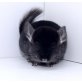 Langschwanzchinchilla - weiblich