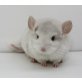 Langschwanzchinchilla - weiblich