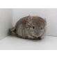 Langschwanzchinchilla - weiblich