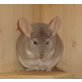 Langschwanzchinchilla - weiblich