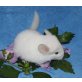 Langschwanzchinchilla - weiblich