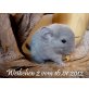 Langschwanzchinchilla - weiblich