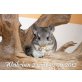 Langschwanzchinchilla - weiblich