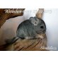 Langschwanzchinchilla - weiblich