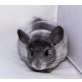 Langschwanzchinchilla - weiblich