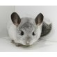 Langschwanzchinchilla - weiblich