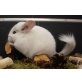 Langschwanzchinchilla - weiblich