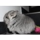 Langschwanzchinchilla - weiblich