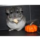 Langschwanzchinchilla - weiblich