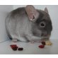 Langschwanzchinchilla - weiblich