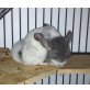 Langschwanzchinchilla - weiblich