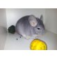 Langschwanzchinchilla - weiblich
