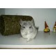 Langschwanzchinchilla - weiblich