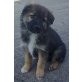 Lapu, Bordercollie, Altdeutscher Schäferhund Mix Welpen - Rüde
