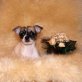 Lara, Chihuahua kurzhaariger Schlag Welpen - Hündin