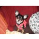 Lara, Chihuahua langhaariger Schlag - Hündin