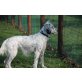 Lara, English Setter - Hündin