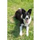 Lara, Labrador-/Border Collie-Mischlingshündin Lara - Hündin