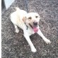 Lara, Labrador Retriever - Hündin