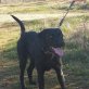 Lara, Labradormischling - Hündin