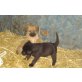Lara, Labradormischling Welpen - Hündin