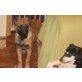 Lara, Malinois - Hündin
