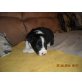 Lara,Moonlith,maya, Border-Collie Welpen - Hündin