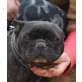Lara-NOTFALL, Französische Bulldogge - Hündin