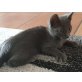 Lara, Russisch Blau - Katze