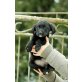 Lara (bea-fil) süße Labradorwelpin! - Hündin