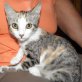 Lara, bunte - Katze