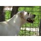 Lara,süße Maus sucht tolle Dosenöffner, Labrador-Mischling - Hündin