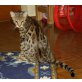 Laraza, Bengalkatze - Katze