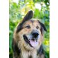 Largo, Schäferhund,Kaukase - Rüde