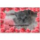 Larissa, Jolina, Lamberto, Britisch Kurzhaarkatze - Katze