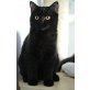 Larry, Britisch Kurzhaarkatze - Kater