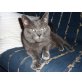 Larry, Kartäusermix - Kater