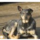 Larry, Schäferhund Mischling - Rüde